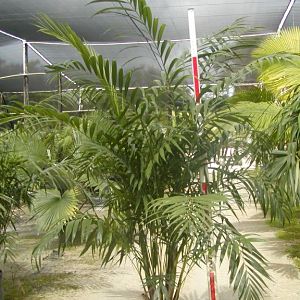 Maya Palm
